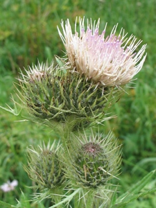 Cirsium spp.